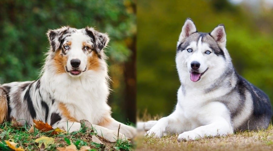 Happy Dogs Laying in Grass