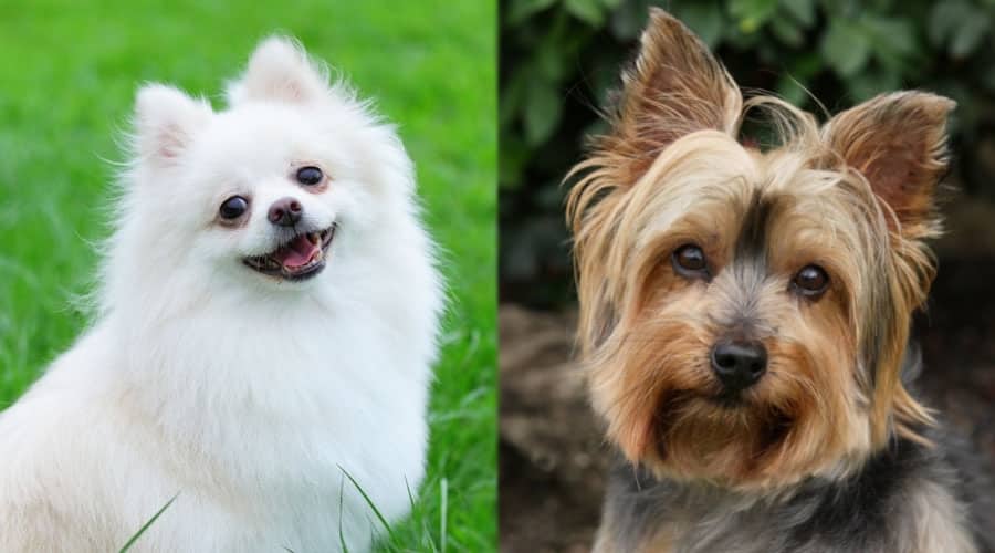 Happy Dogs Looking at Camera