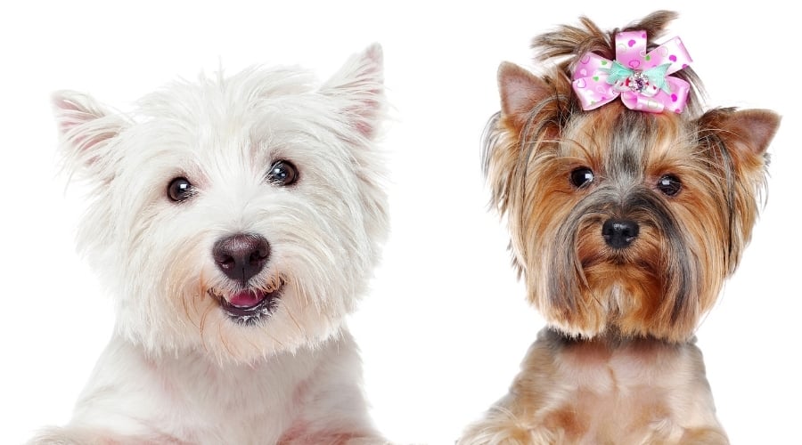 Happy Dogs Looking at Camera