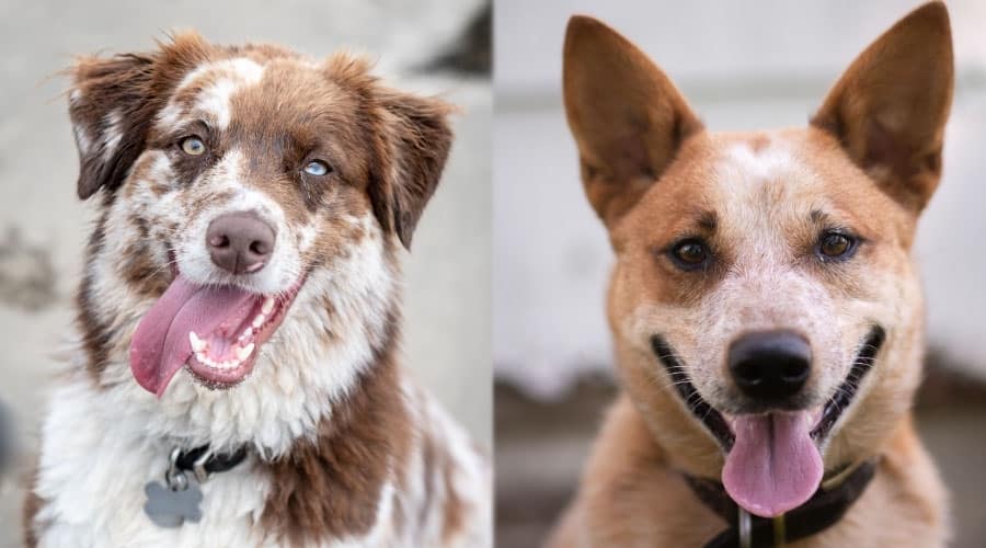 Happy Dogs Looking at Camera