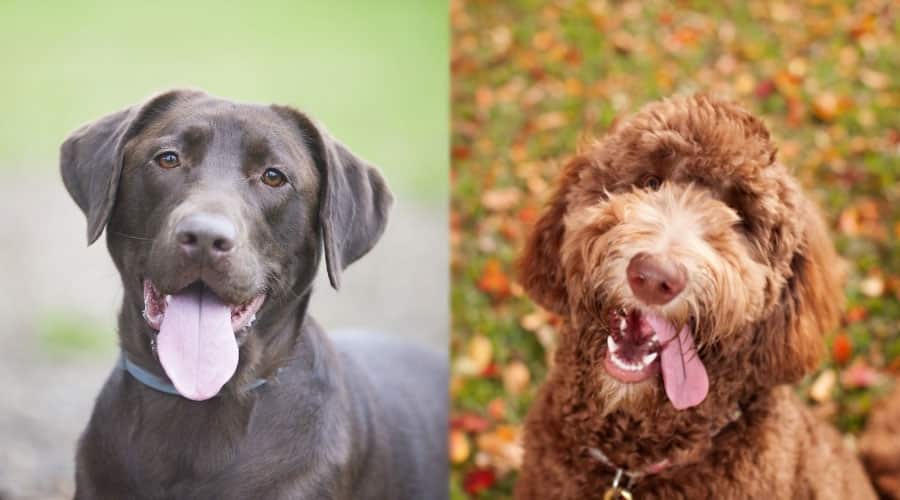 Happy Dogs Looking at the Camera