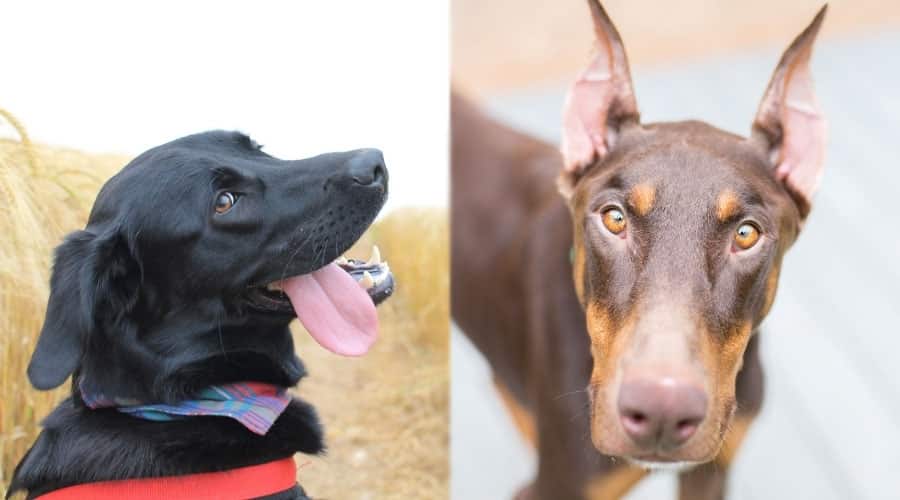 Happy Dogs Looking at the Camera