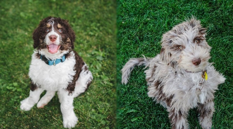 Happy Dogs Outdoors
