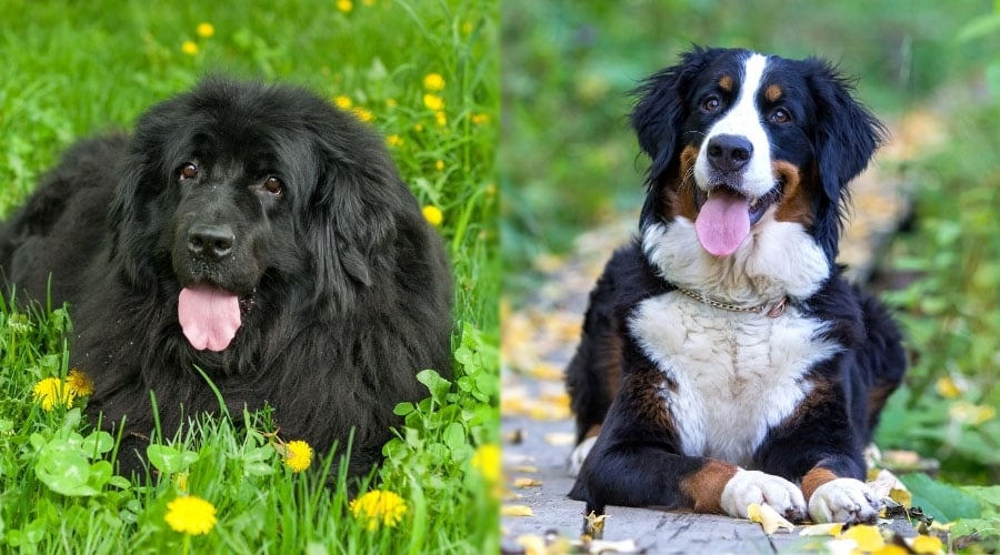 Happy Dogs Outside With Tongues Out