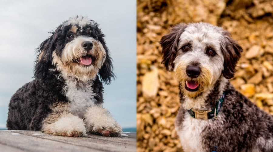 Happy Dogs Outside