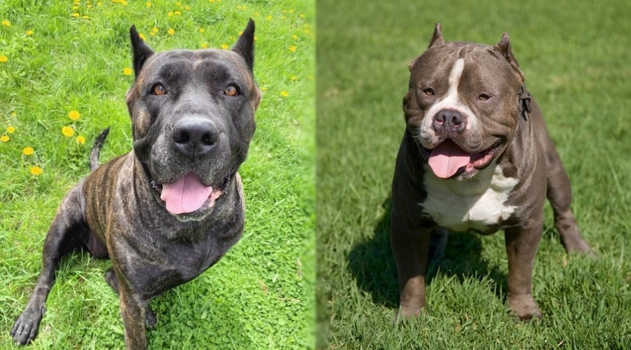 Happy Dogs Playing Outside