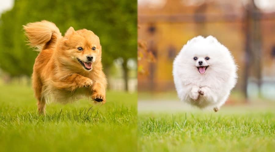 Happy Dogs Running Outdoors