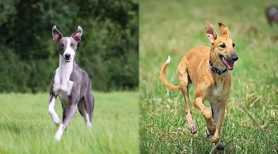 Happy Dogs Running Outside