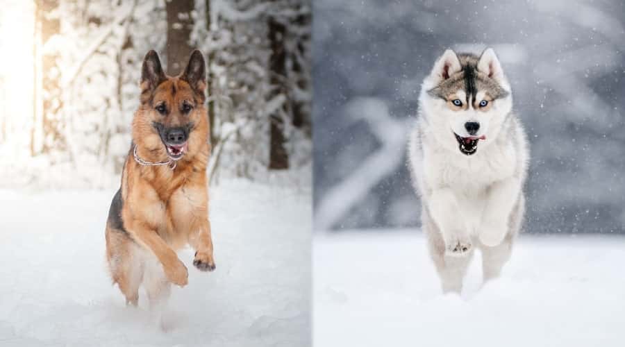Happy Dogs Running in the Snow