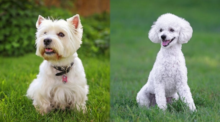 Happy Dogs Sitting In Grass