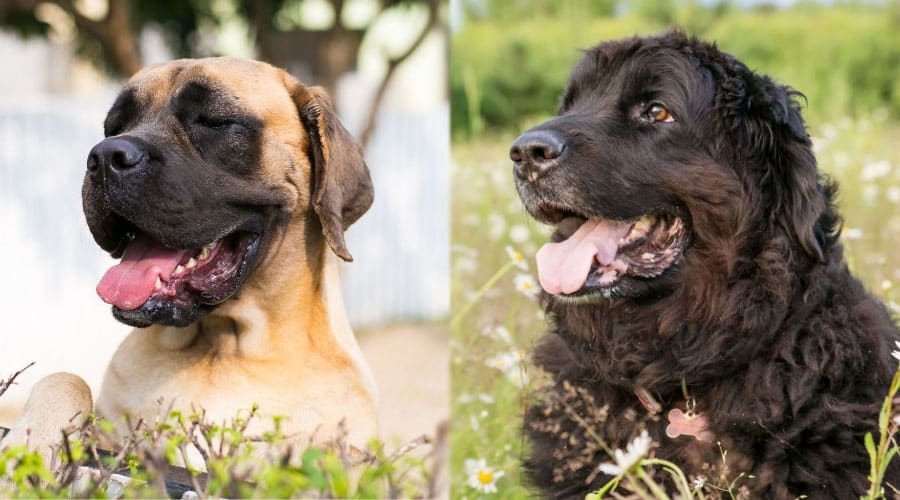 Happy Dogs Smiling Among Flowers