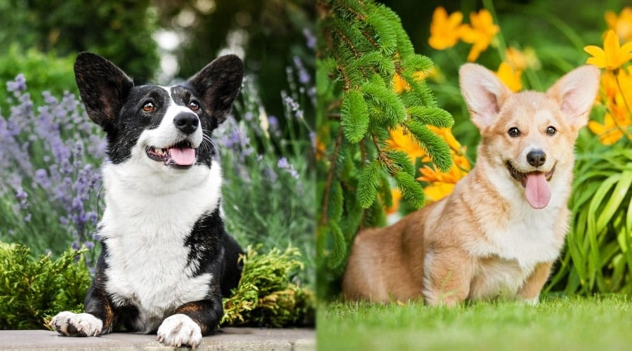 Happy Dogs Smiling Among Flowers