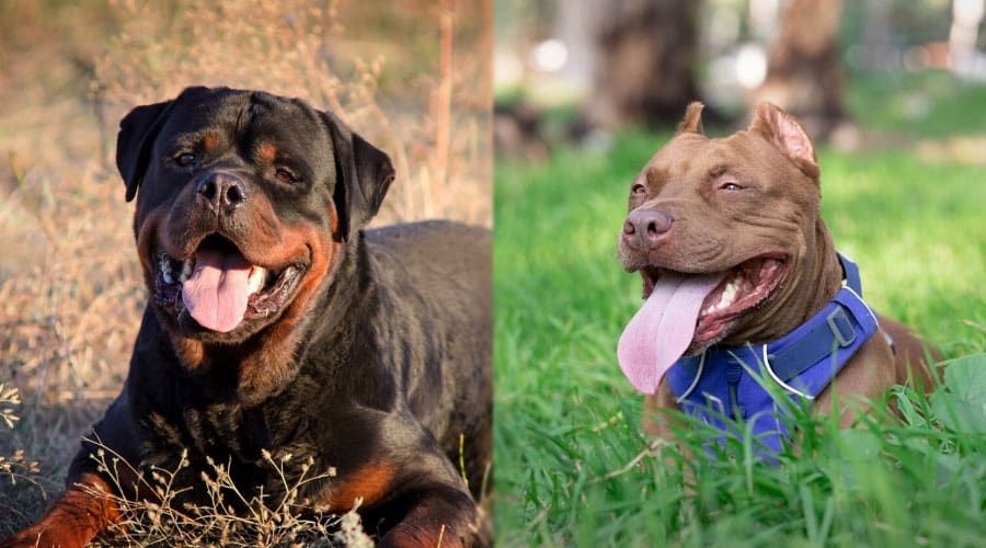 Happy Dogs Smiling Outdoors