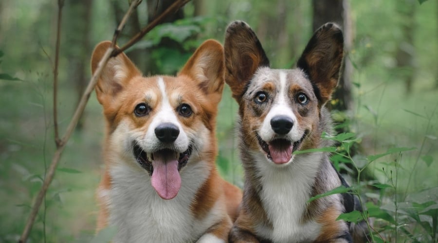 Happy Dogs Smiling in the Woods