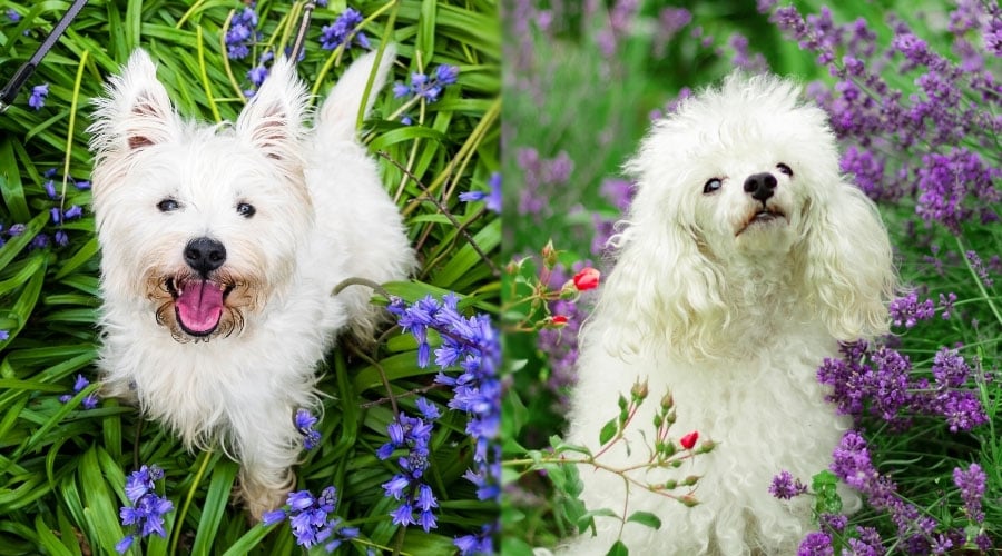 Happy Dogs Standing Among Purple Flowers