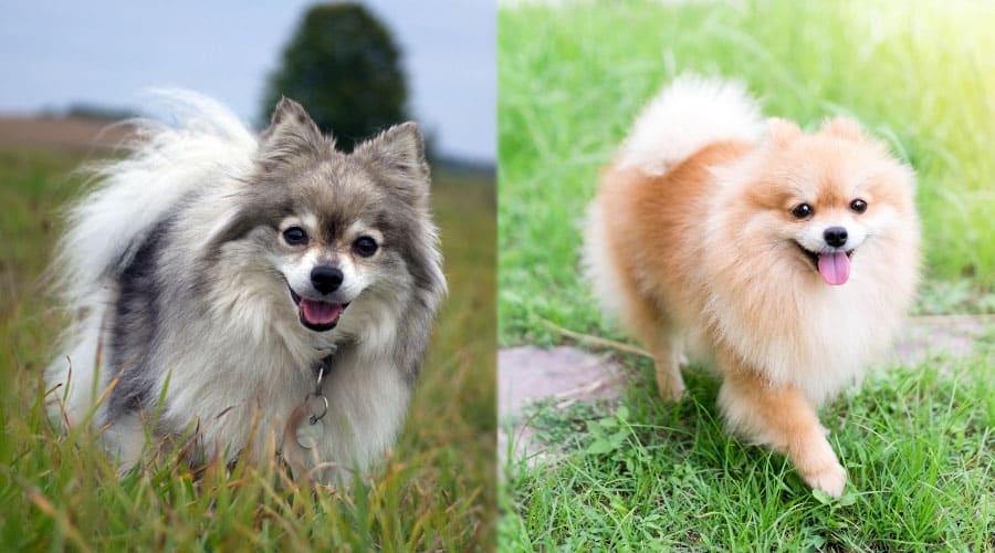 Happy Dogs Walking Outdoors on a Sunny Day