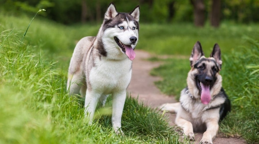 Happy Dogs With Mouths Open Outdoors