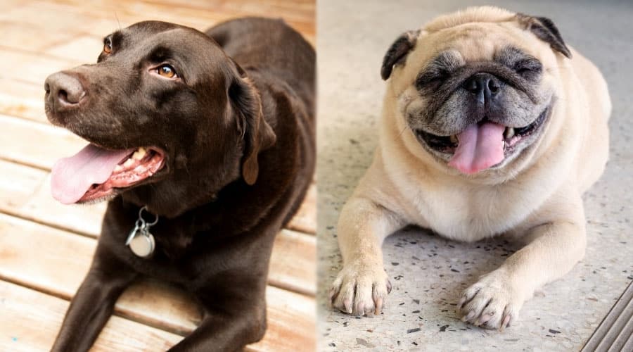 Happy Dogs With Their Tongues Out