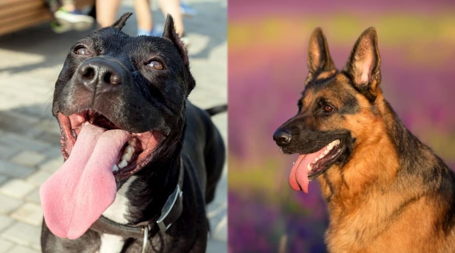 Happy Dogs With Their Tongues Out