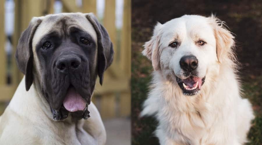 Happy Dogs With Their Tongues Out