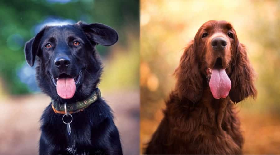 Happy Dogs With Their Tongues Out