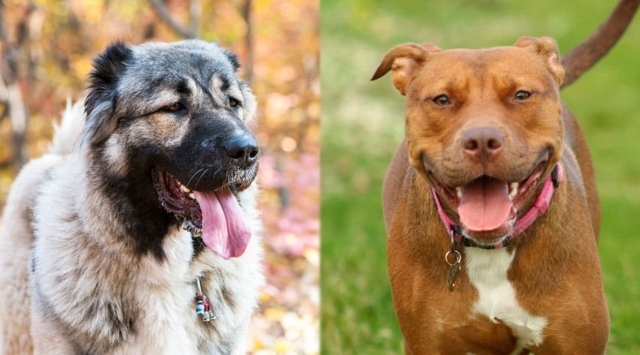 Happy Dogs With Their Tongues Out
