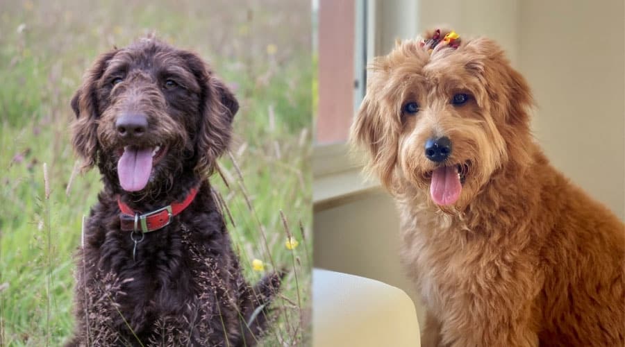Happy Dogs With Tongues Out