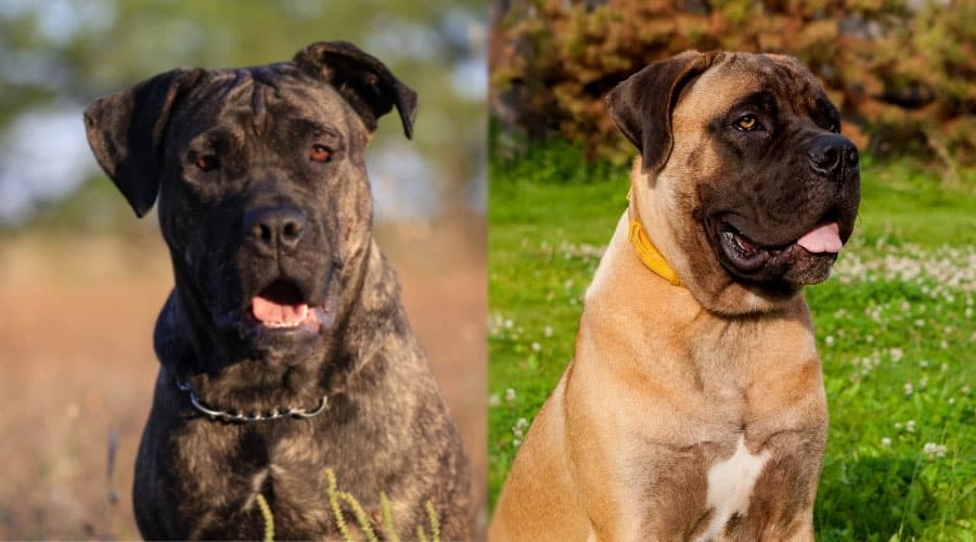 Happy Dogs With Tongues Out