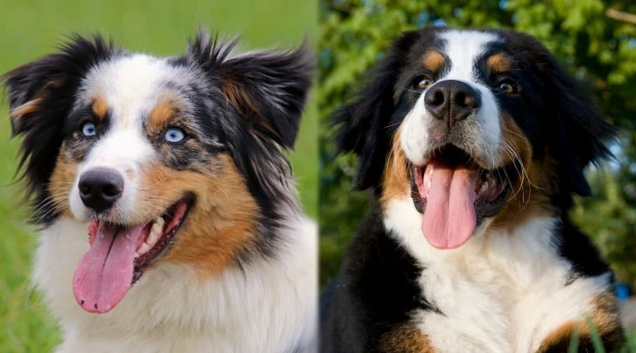 Happy Dogs with Their Tongues Out