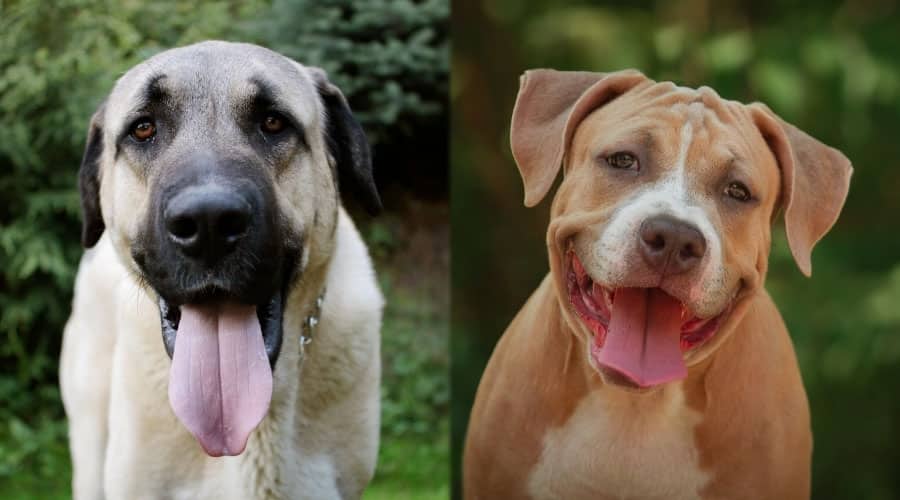 Happy Dogs Smiling at the Camera
