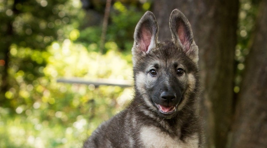 Happy Face of a Black and Sable Puppy