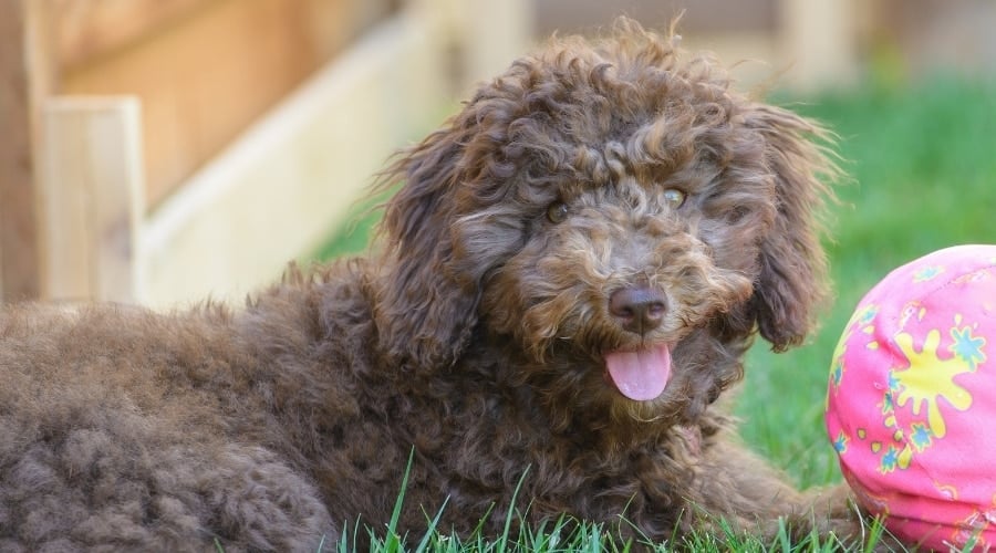 Happy Fluffy Chocolate Dog Playing Outside