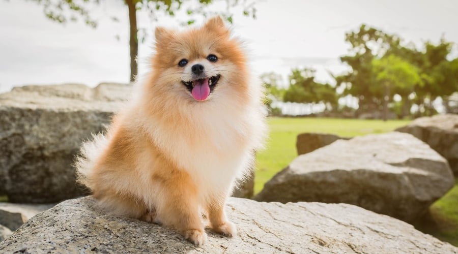 Happy Fluffy Dog Sitting on a Rock at the Park