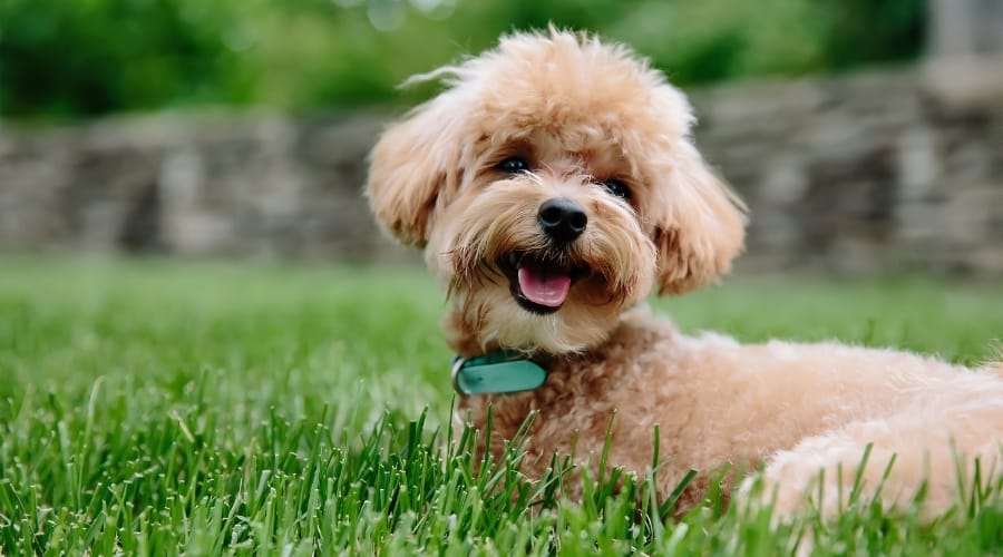 Happy Fluffy Golden Dog in Grass