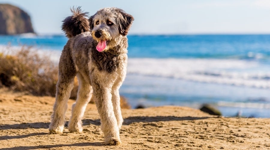 Happy Fluffy Gray Dog on a Beach