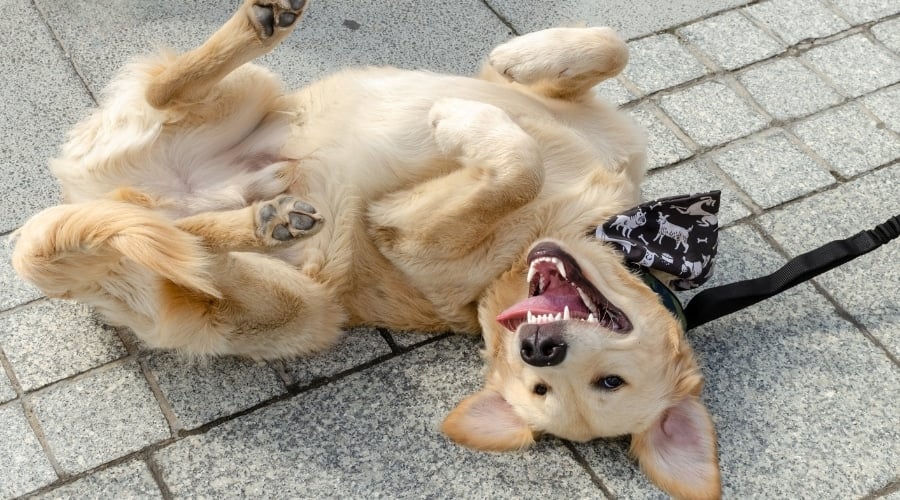 Happy Gold Retriever on Its Back