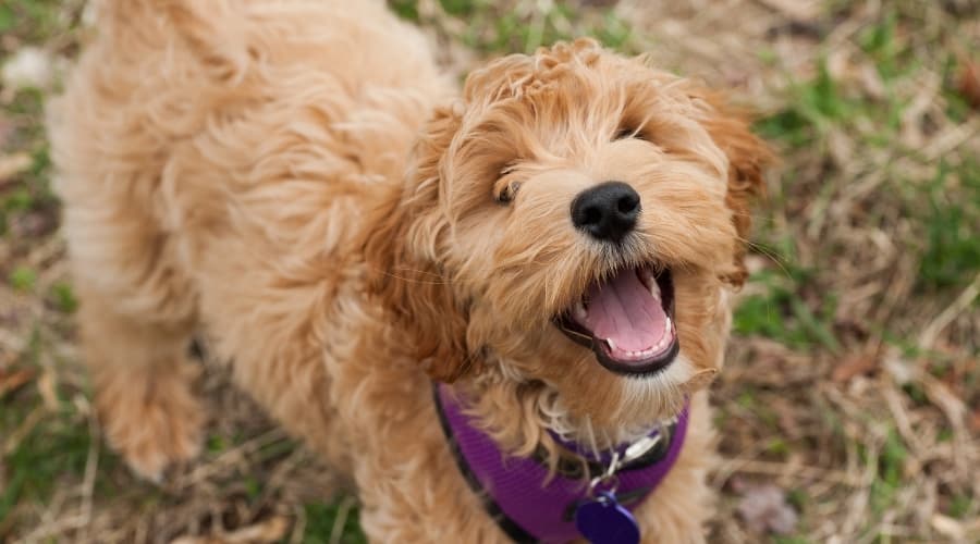 Happy Golden Fluffy Dog