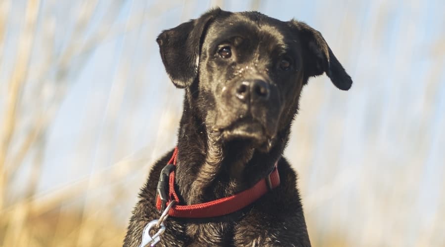 Happy Labrador Cane Corso Mix