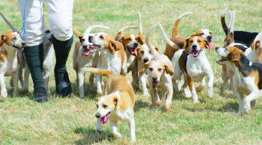 Happy Pack of Hunting Dogs