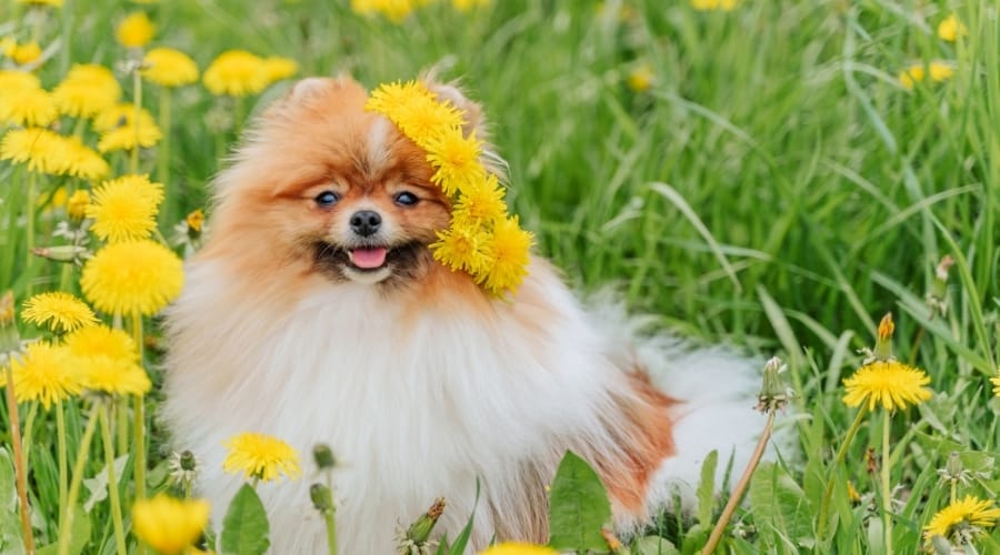 Happy Pomeranian Dog With Yellow Flowers on its Head