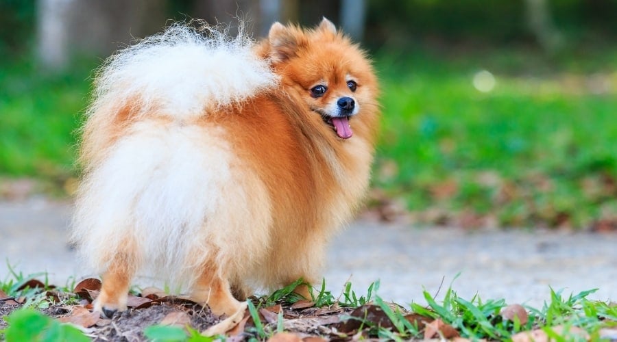 Happy Pomeranian looking back.