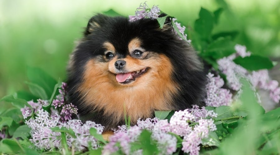 Happy Pomeranian sitting Among Purple Flowers