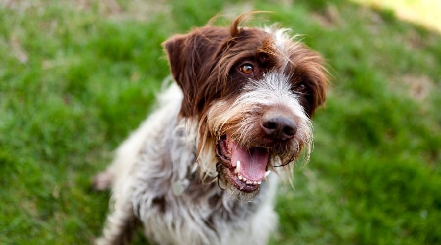 Happy Scruffy Dog Sitting Outdoors