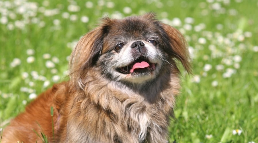Happy Senior Dog Smiles at the Sun