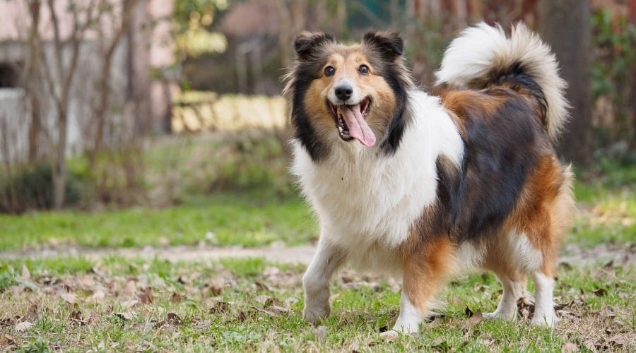 Happy Sheltie Outdoors