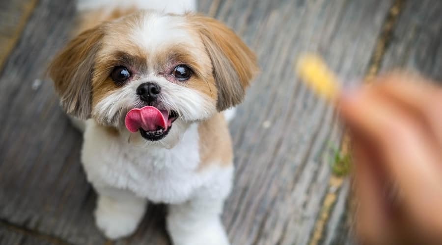 Happy Small Dog Waiting for a Treat