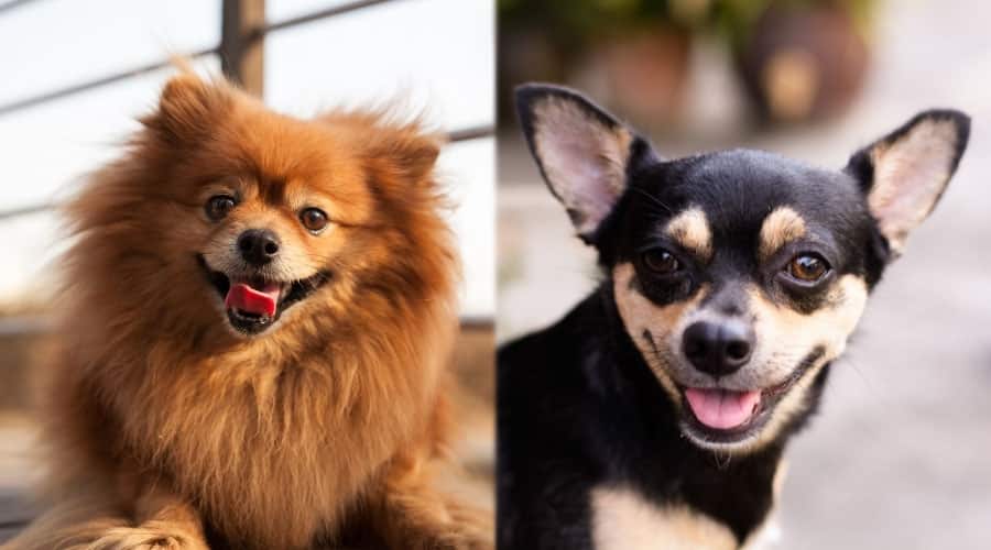 Happy Small Dogs Smiling