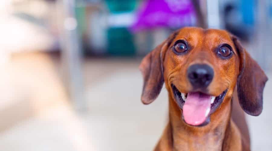 Happy Smiling Dachshund