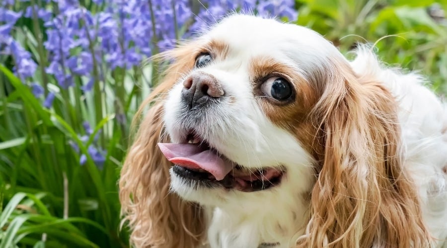 Happy Spaniel With Purple Flowers