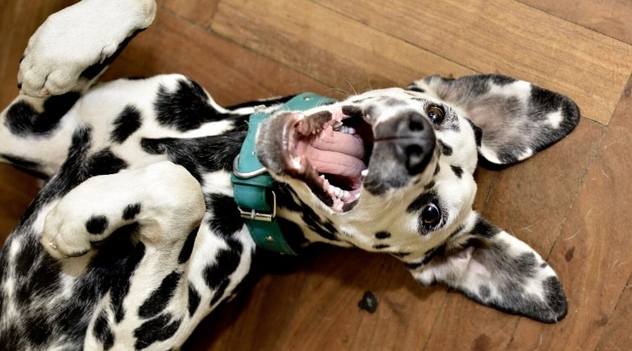 Happy Spotted Dog Laying on its Back